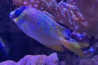 Decorated Rabbitfish Thumbnail