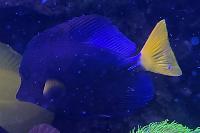 Purple Tang Thumbnail