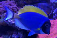 Powder Blue Tang Thumbnail