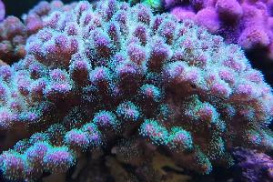 Pocillopora Thumbnail