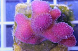 Stylophora Thumbnail