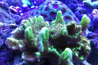 Hodag's Montipora Thumbnail