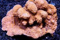 Pavona Maldivensis Coral Thumbnail