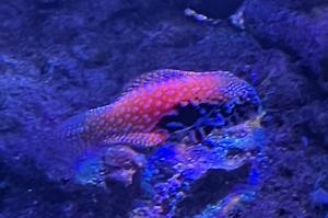 Blue Star Leopard Wrasse Thumbnail