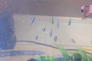 black neon tetras Thumbnail