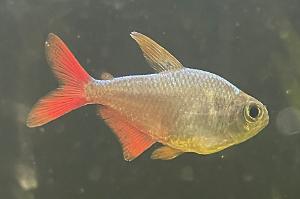 Colombian Tetra Thumbnail