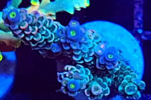 Acropora tenuis Thumbnail