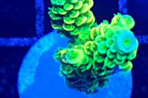 Acropora tenuis Thumbnail