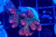 Acropora hyacinthus Thumbnail