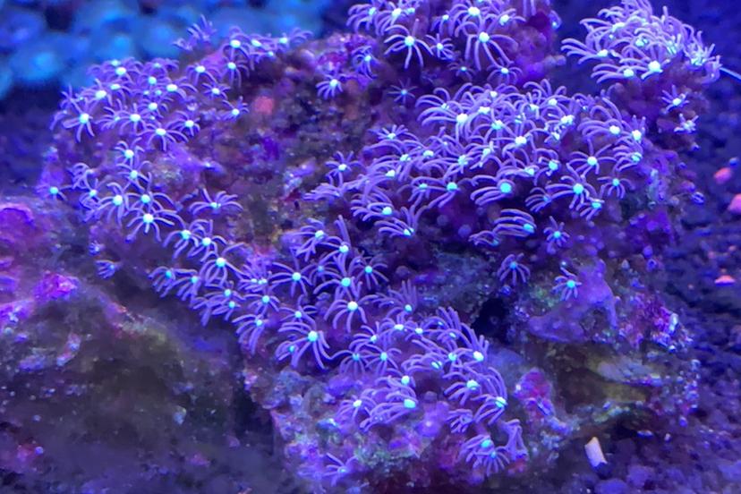 Blue Star Polyps / Pachyclavularia sp 219