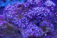 Blue Star Polyps Thumbnail