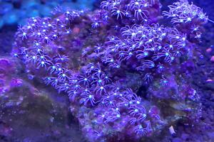 Blue Star Polyps Thumbnail