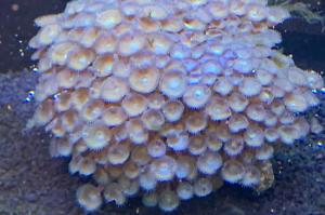 Ring of Fire Zoa Thumbnail