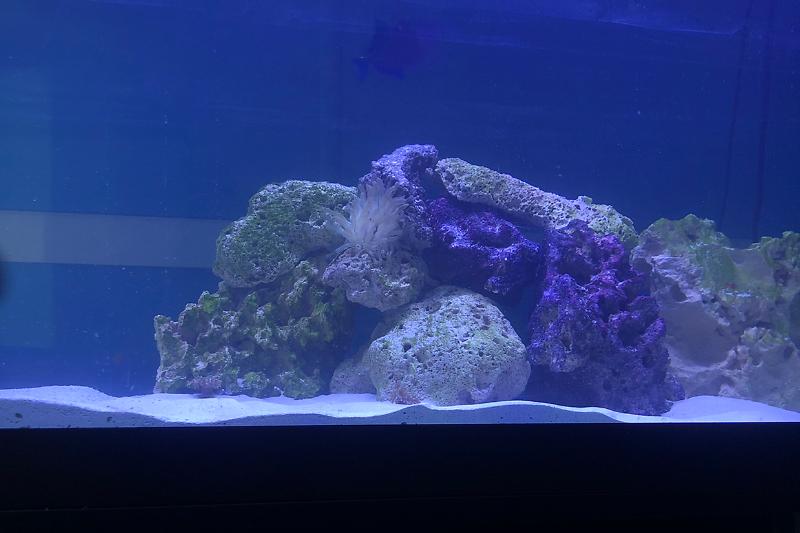 125G reef project Thumbnail