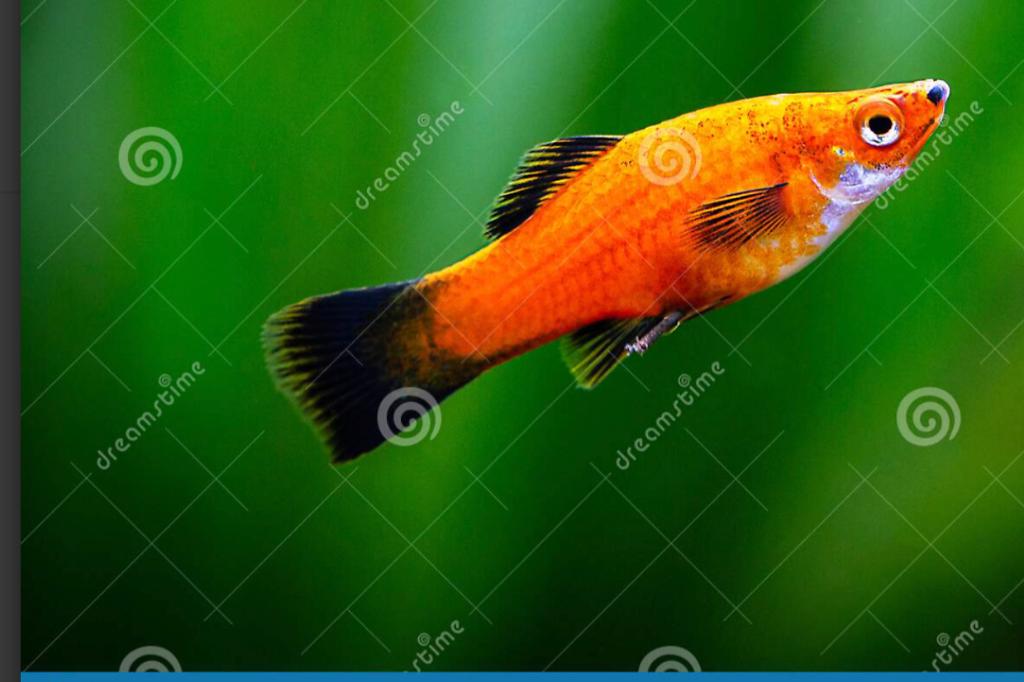 Red Wag Platy / Xiphophorus maculatus Red Wag Platy 52