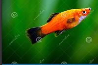 Red Wag Platy Thumbnail