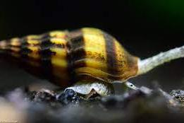 Assassin Snail Thumbnail