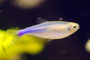 Cochus Blue Tetra Thumbnail