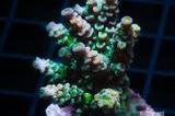 Chunky Tenuis Acropora Coral Thumbnail