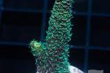 Green Millepora Thumbnail