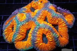 Orange Rim Lobophyllia Brain Coral Thumbnail