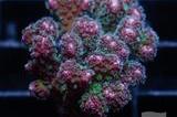 Rainbow Pocillopora Thumbnail