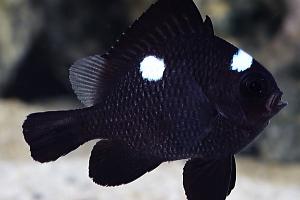 Three Spot Domino Damselfish Thumbnail