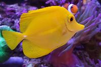 Yellow Tang Thumbnail