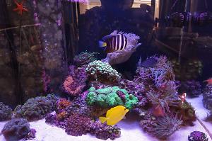 Saltwater 120L on Jul 18, 2021