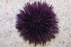 Purple Short Spine Pincushion Urchin Thumbnail