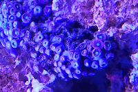 zoanthids colony Thumbnail