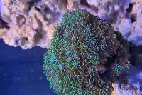 Galaxy Coral Thumbnail