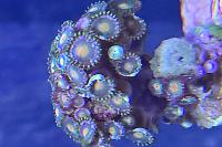 zoa frag Thumbnail