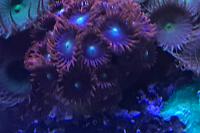 Button Polyp (Protopalythoa sp.) Thumbnail