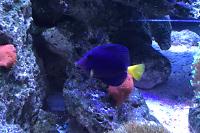 Purple Tang Thumbnail