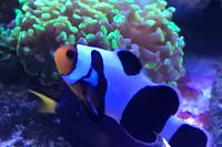 Gladiator Clownfish Thumbnail