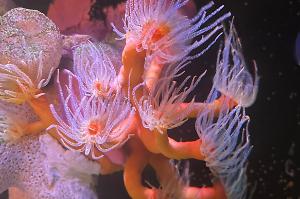 Dendrophyllia ramea Thumbnail