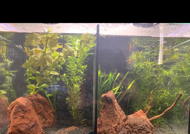 Bedroom betta tank on Aug 2, 2021