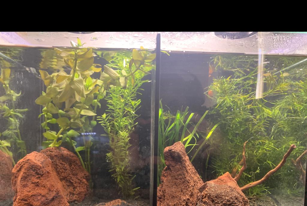 Bedroom betta tank on Aug 2, 2021