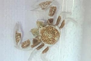 Porcelain Crab Thumbnail