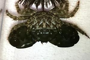 Emerald Crab (large) Thumbnail