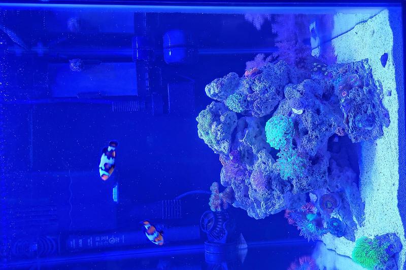 15g - Column Mixed Reef Thumbnail