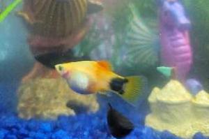 Mickey Mouse Platy Thumbnail