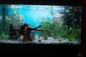 Juwel Aquarium Primo 110 Thumbnail