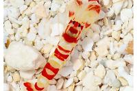 Red Banded Pistol Shrimp Thumbnail