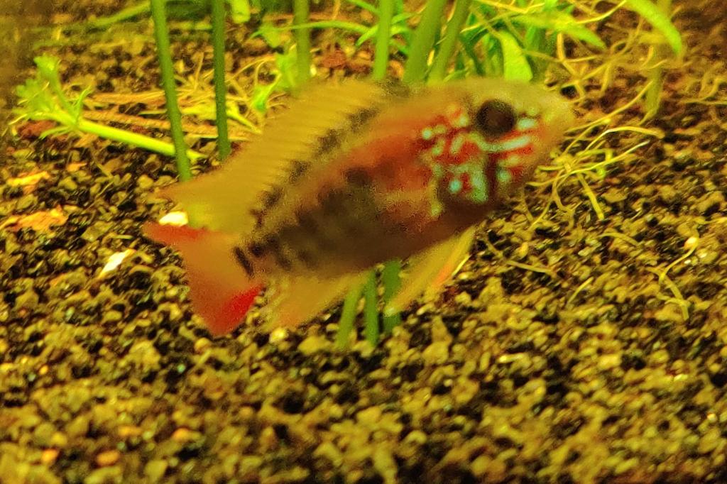 Macmaster's Dwarf Cichlid / Apistogramma macmasteri 12