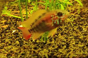 Macmaster's Dwarf Cichlid Thumbnail