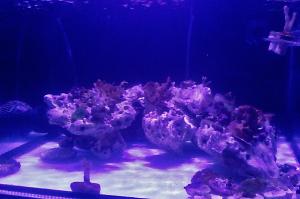 nano reef Thumbnail