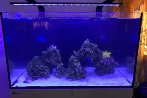 Red Sea Reefer 250 Thumbnail