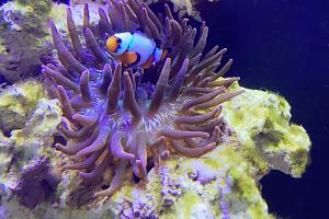 Rainbow bubble tip anemone Thumbnail